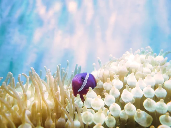 西红柿 anemonefish, 白眉小丑 (Amphiprion frenatus) 小便 — 图库照片