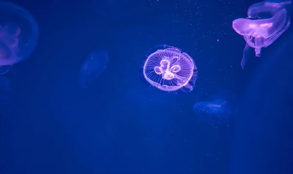 Группа медуз Луны плавают под водой, с мягким биолюминеск — стоковое фото