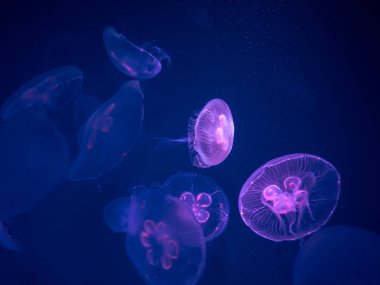 Group of Moon Jellyfish Swim Underwater, with a Soft Bioluminesc clipart