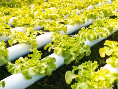 Taze organik yeşil sebze salatası hydroponics sera f
