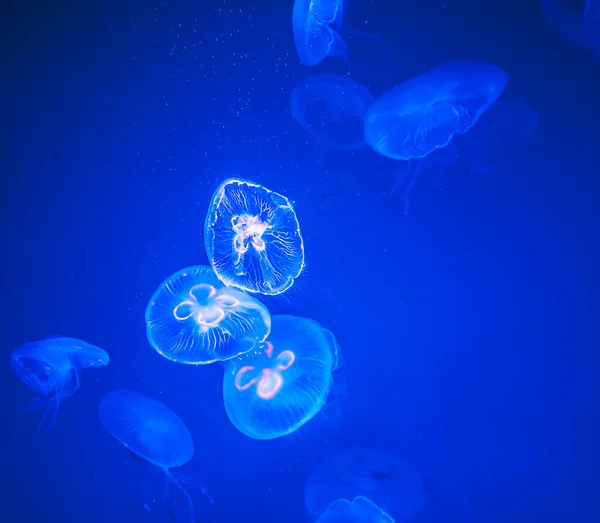 Группа Медуз Луны Плавает Водой Мягким Биолюминесценцией — стоковое фото