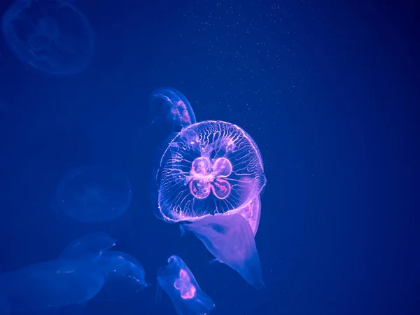 Skupina z Moon Jellyfish plavat pod vodou, s měkkým Bioluminesc — Stock fotografie