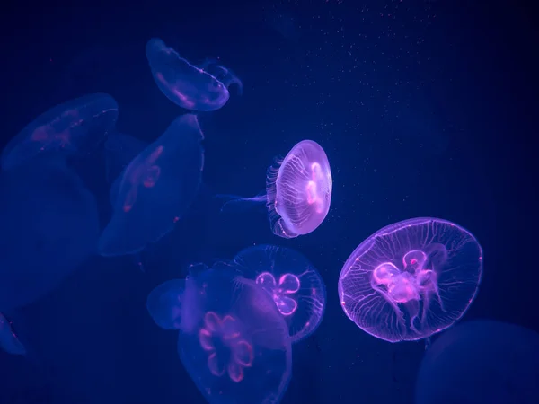 Группа медуз Луны плавают под водой, с мягким биолюминеск — стоковое фото