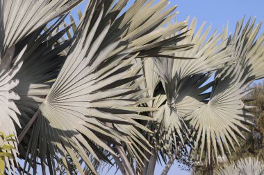 Çekici soluk yeşil dikenli yapraklar