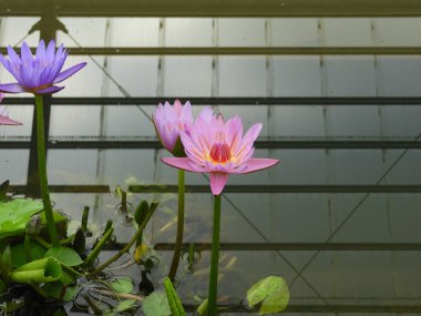 Su zambağının mor ve pembe çiçekleri