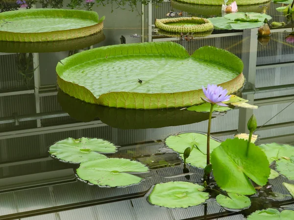 Blå Lotus blomma och stora, flytande blad — Stockfoto