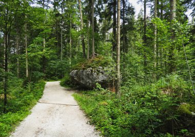 Malerrundweg - Koenigssee, Bavyera 'da bir Orman Yolu