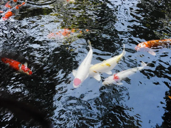 在日本的一个池塘里游泳的科伊 有一个红色的圆点 就像日本国旗 还有其他的科伊 — 图库照片