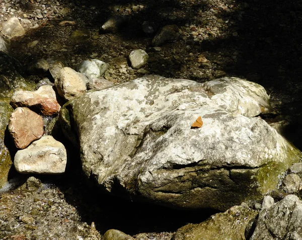 Mariposa Naranja Frittilaria Sentada Sobre Una Roca Arroyo — Foto de Stock