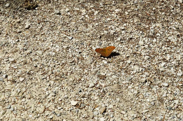 Orangefarbener Brauner Schmetterling Sitzt Auf Kies Von Oben Geschossen — Stockfoto