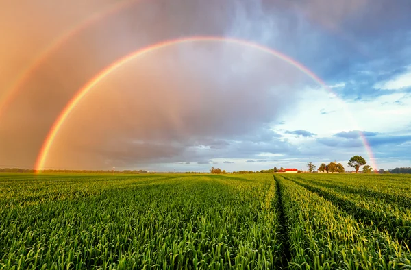 Rainbow Rural landscape with wheat field on sunset — Stock Photo, Image