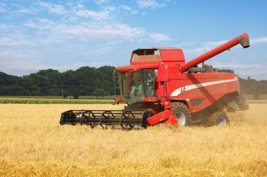 Buğday alanında, hasat hasat