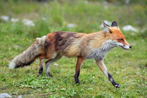 Zorro de vida silvestre en una naturaleza —  Fotos de Stock