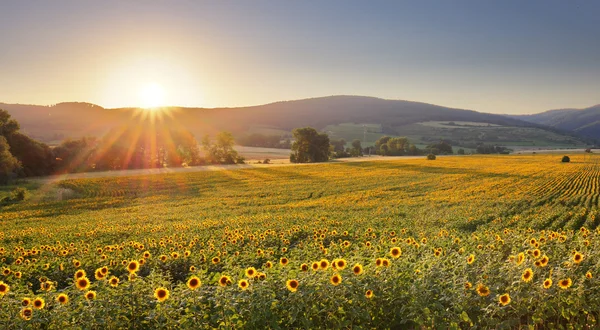 Solrosfält vid solnedgången — Stockfoto