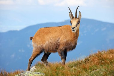 Chamois doğada - Rupicapra, Tatras, Slovakya