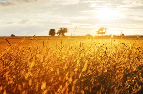 Paisaje, amanecer soleado en un campo y prado — Foto de Stock