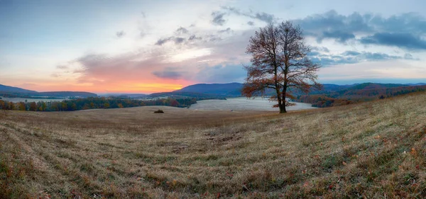 Paysage d'automne avec arbre — Photo