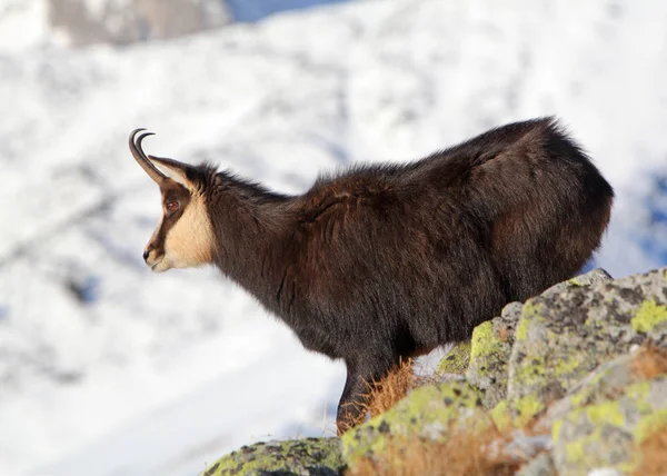 Chamois - rupicapra, Tatras — Stock Photo, Image