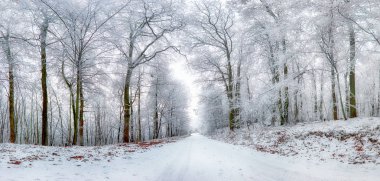 Kış yol donmuş ormanda panorama