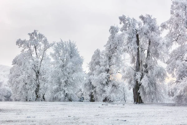 Paisagem de inverno. Rime na árvore — Fotografia de Stock