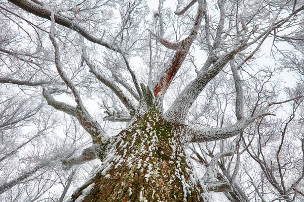 Natura, zima, krzewy i drzewa pokryte śniegiem — Zdjęcie stockowe