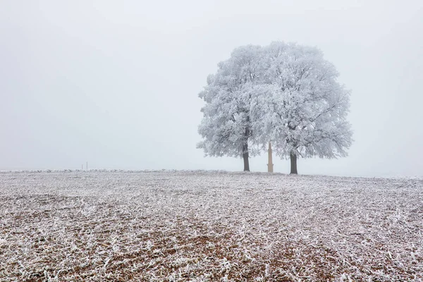 Un grande albero sul prato. Cielo blu Paradiso terrestre Lif — Foto Stock