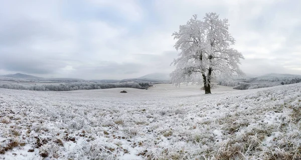 Winter with alone frozen tree, panorama nature landscape — Stock Photo, Image