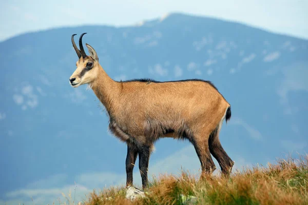 Natureza selvagem na Eslováquia, Chamois — Fotografia de Stock