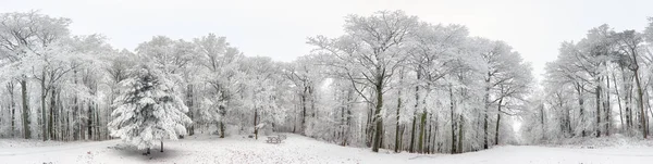 Panorama van bos van de Winter met sneeuw en boom — Stockfoto