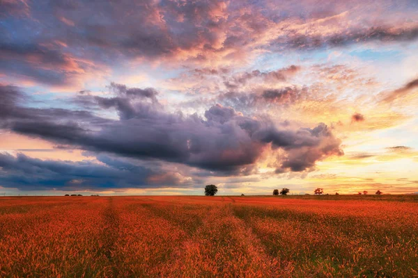 Landschaft, sonnige Morgendämmerung in Feld und Wiese — Stockfoto