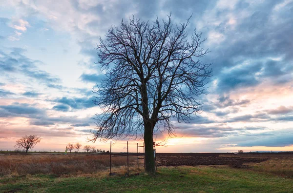 Yalnız ağaç üzerinde dramatik günbatımı — Stok fotoğraf