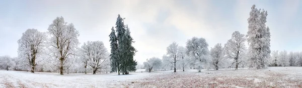 Panorama de floresta de inverno com árvores cobertas de neve — Fotografia de Stock