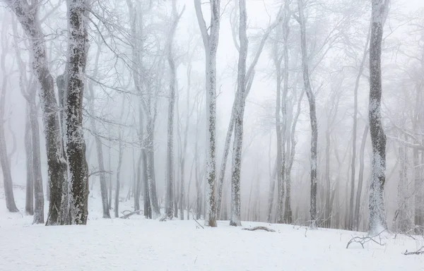 Mrożony krajobraz - Zimowy las mgły — Zdjęcie stockowe