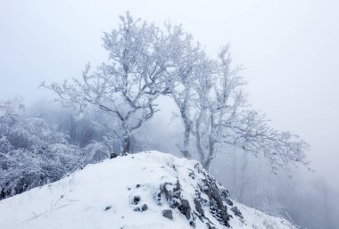Kışın orman sisli ve karlı