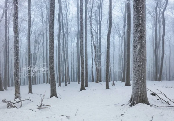 Floresta no inverno com nevoeiro e neve paisagem — Fotografia de Stock