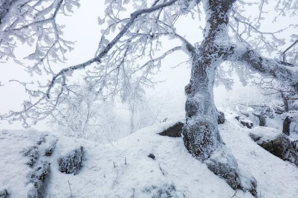 Frost tree in winter mountain — Stock Photo, Image