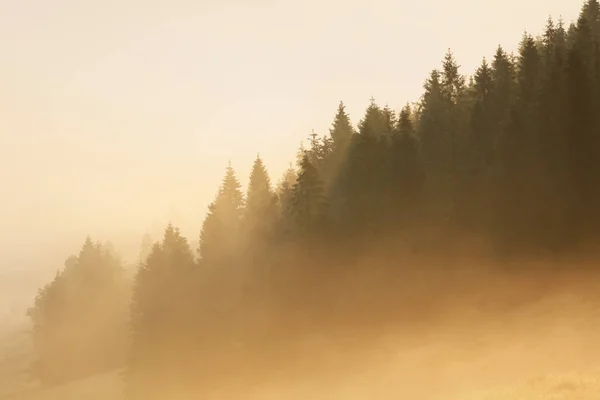 Ormanda güneş ışığı ile sis — Stok fotoğraf