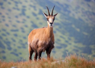 Chamois doğada - Rupicapra, Tatras, Slovakya