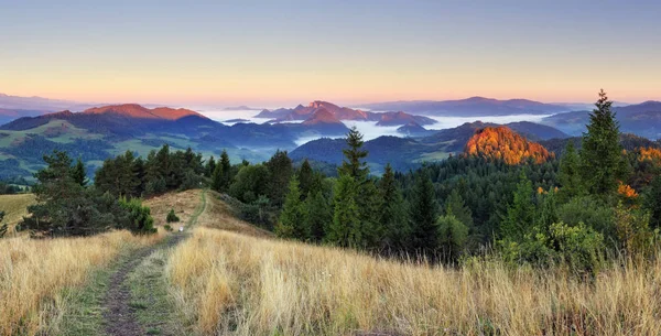 Fog covered trees in the valley with bright blue sky — Stock Photo, Image