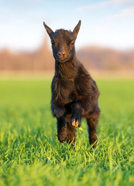Pequeña cabra corriendo en el prado verde — Foto de Stock