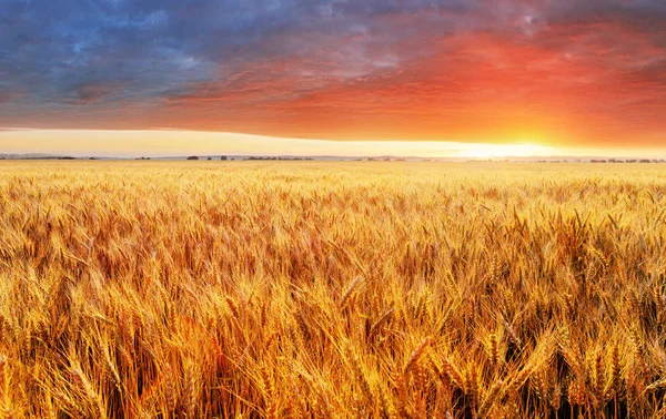 Campo de trigo em um pôr do sol — Fotografia de Stock