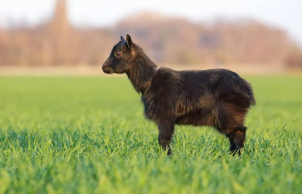 Goat on field, outdoor — Stock Photo, Image