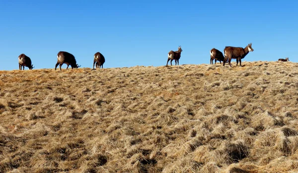 群的羚羊在塔特拉山 — 图库照片