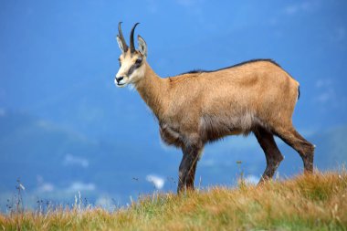 Chamois doğada - Rupicapra, Tatras, Slovakya