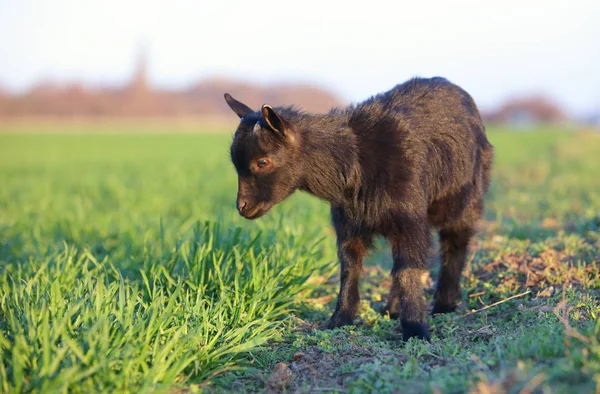 Kůzle zelené louce — Stock fotografie