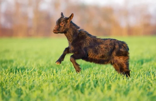 Cabra joven en prado verde — Foto de Stock