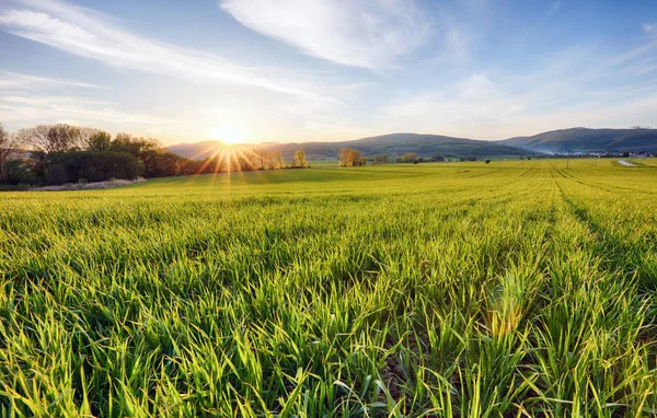 Grüne Weizenfelder an einer Quelle — Stockfoto