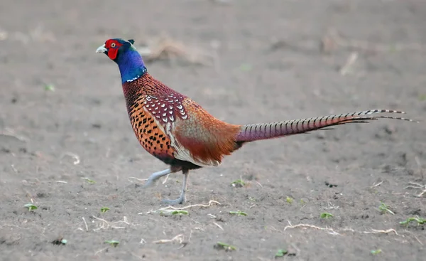 Pheasant on field - Phasianus colchicus — Stock Photo, Image