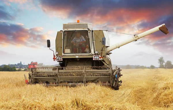 Combinar cosechadora en campo de trigo. — Foto de Stock