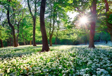 Yabani sarımsak ile yeşil orman güneşte